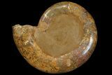 Orange, Crystal Filled, Cut Ammonite Fossil - Jurassic #168535-4